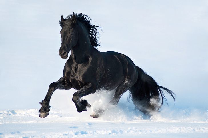 Quranic Mentions of Horses: Strength and Biological Efficiency