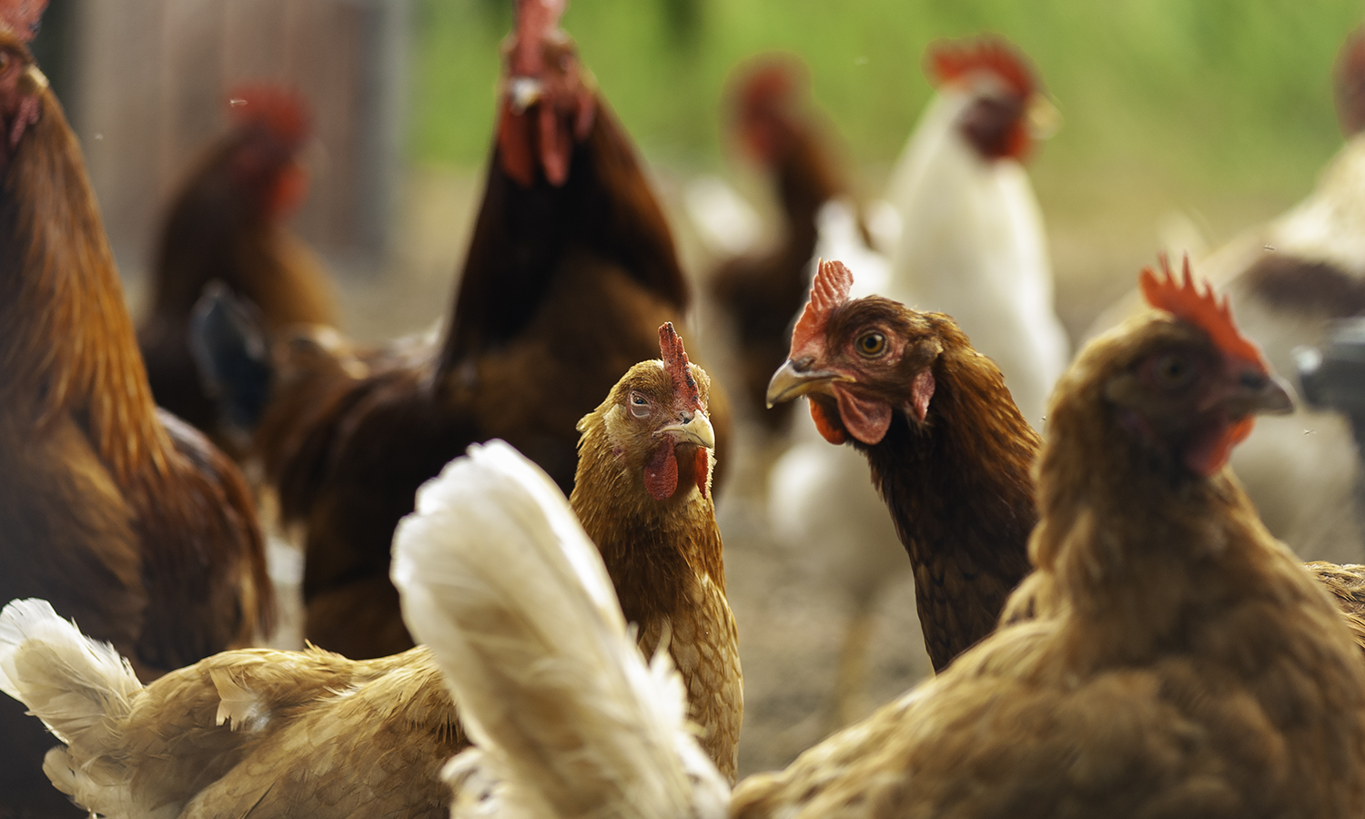 Quranic Mentions of Livestock and Nutritional Insights