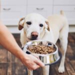 Raised vs Floor-Level Feeders and How to Read a Dry Dog Food Label