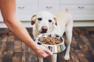 Raised vs Floor-Level Feeders and How to Read a Dry Dog Food Label