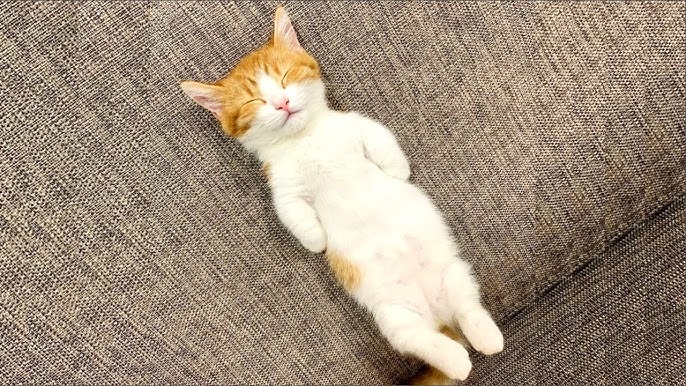 Sleep Patterns of Animals and Quranic Symbolism