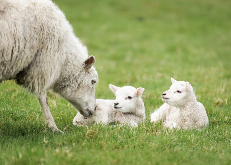 Domestication in the Quran and Zoological Understanding