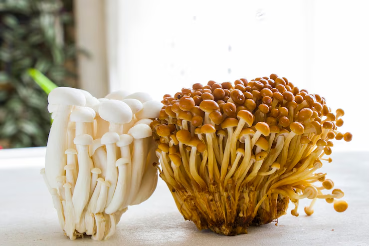 image-145 Explore Golden Teacher Mushroom Genetics – Perfect for Beginners & Experts