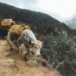 4 dham yatra package