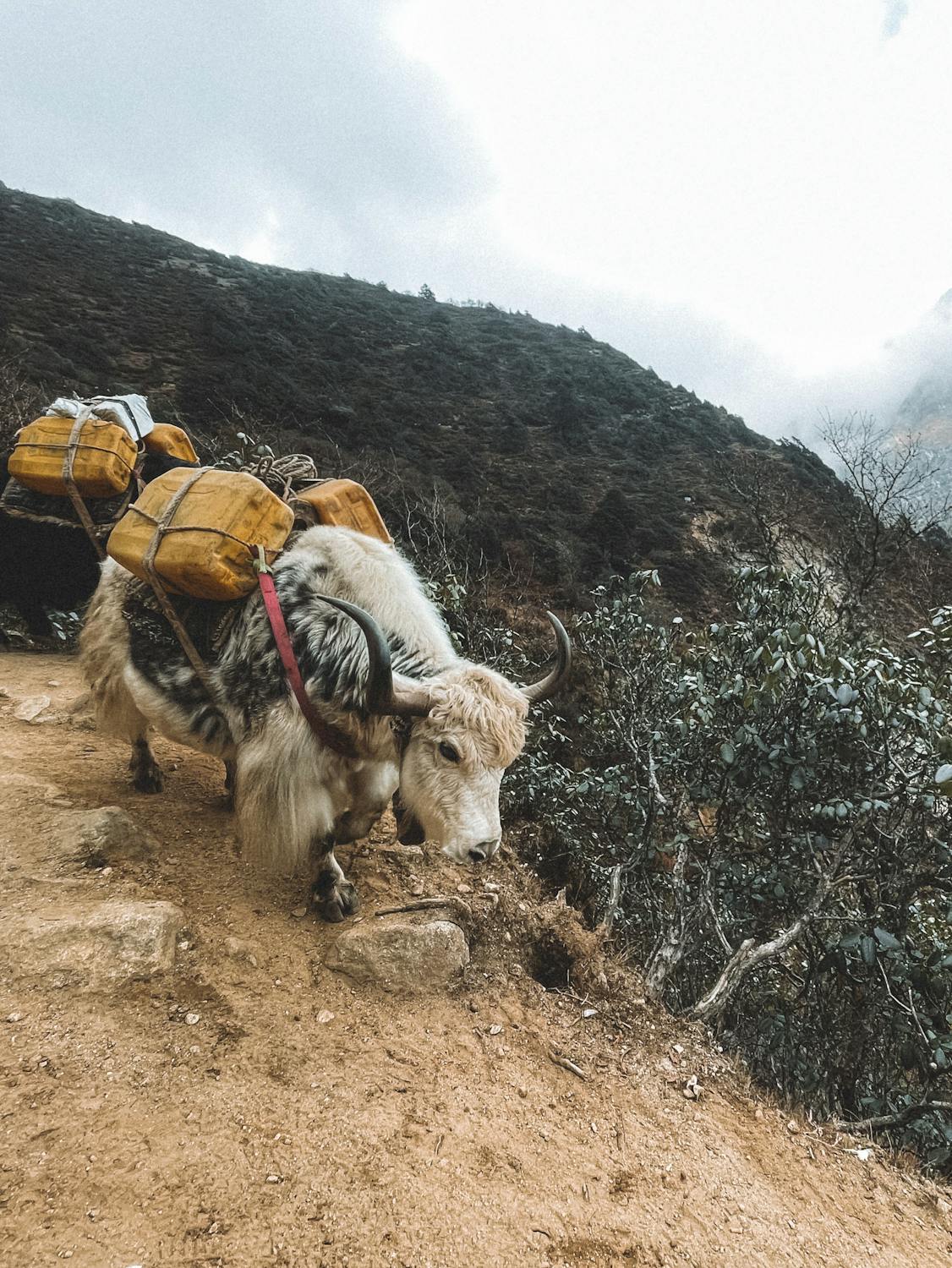 4 dham yatra package