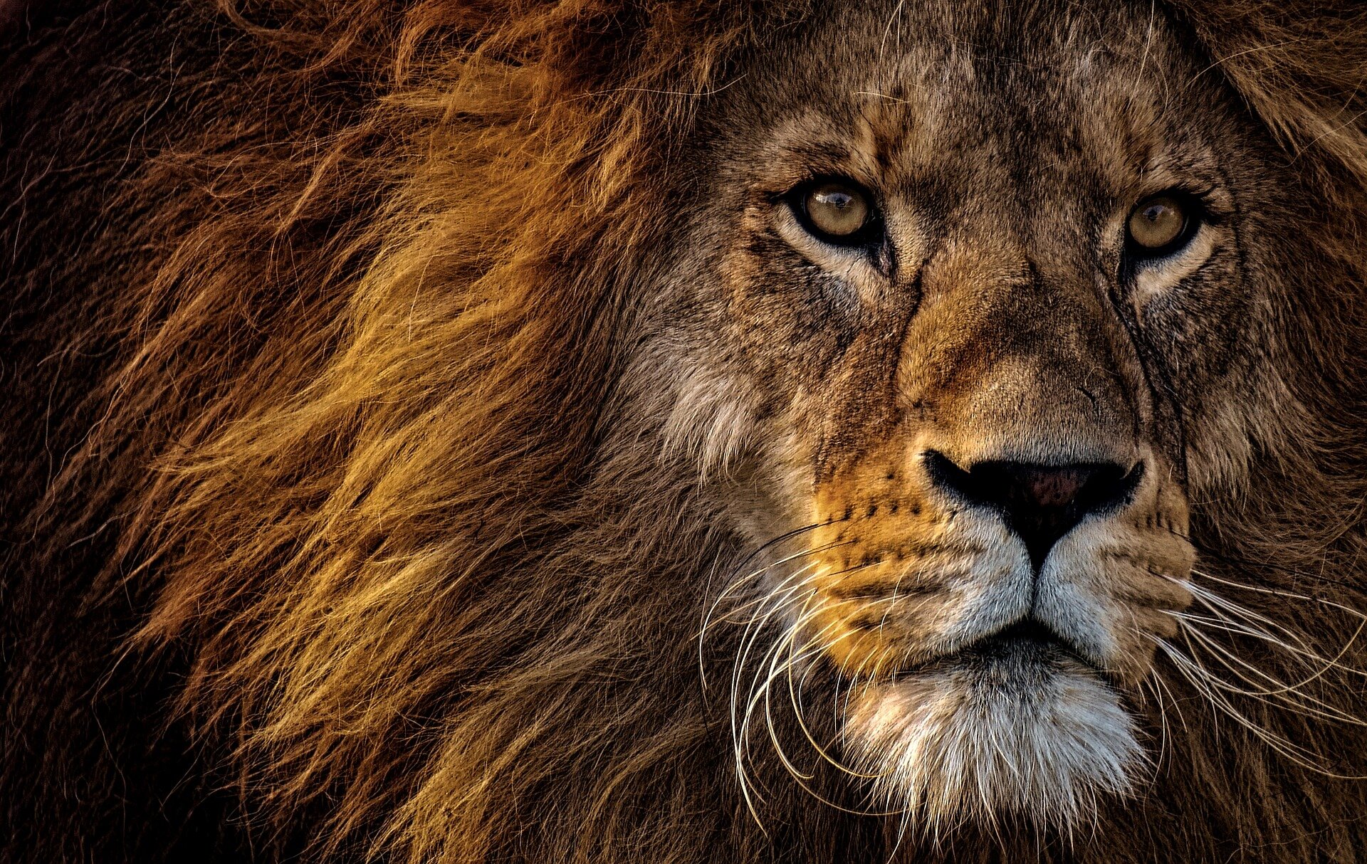 Quranic References to Predatory Animals and Food Chains