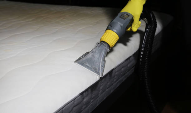 Bed Bug Removal and Cleaning in Manhattan: Your Comprehensive Guide