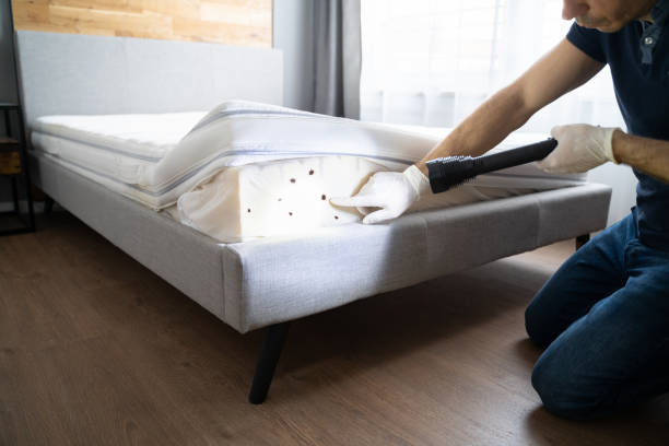 Bed Bug Removal and Cleaning in Manhattan: Your Comprehensive Guide