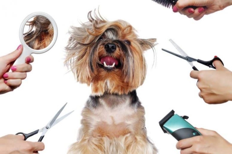 pet grooming tools