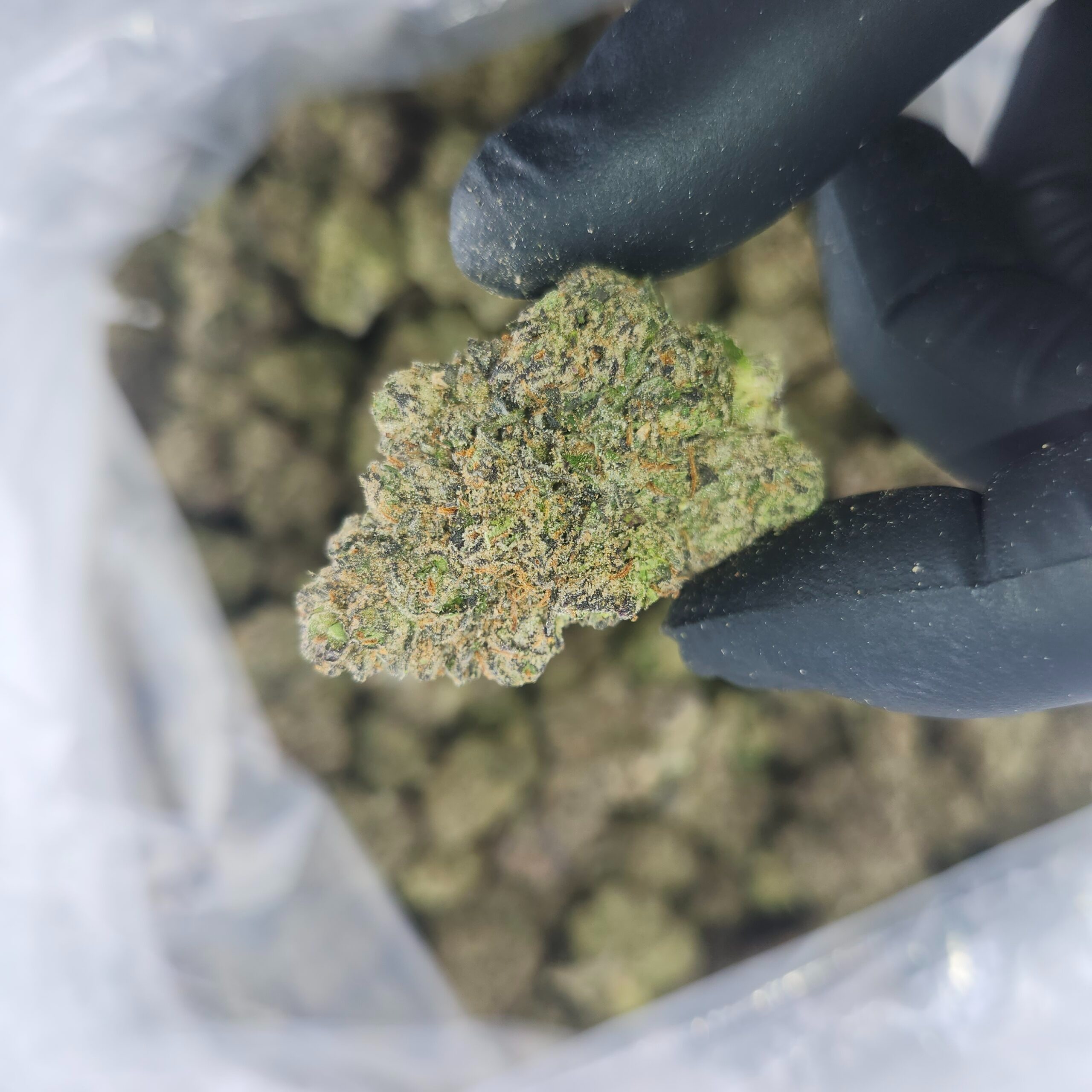 marijuana gummies for pain