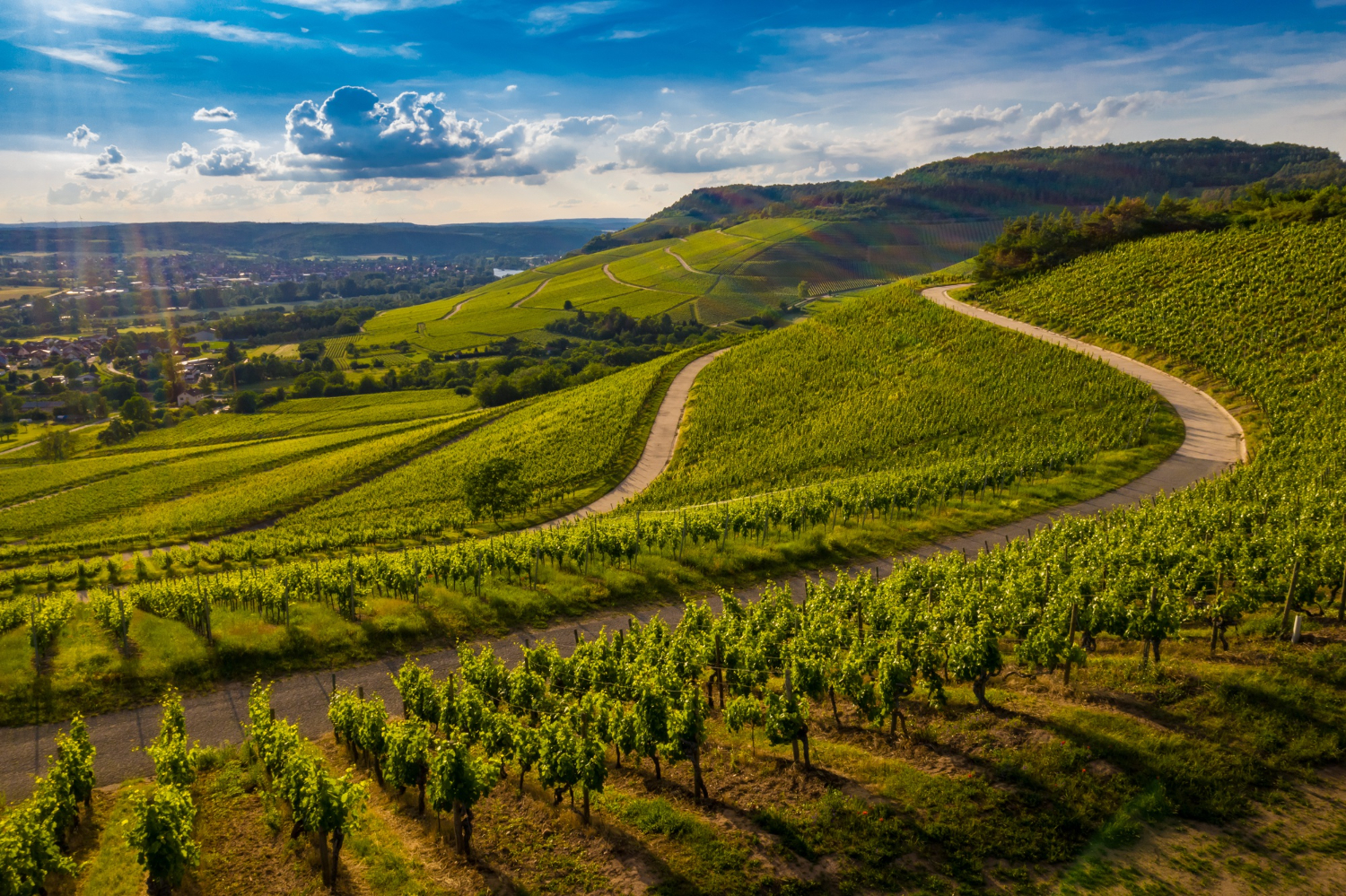 Okanagan vineyards
