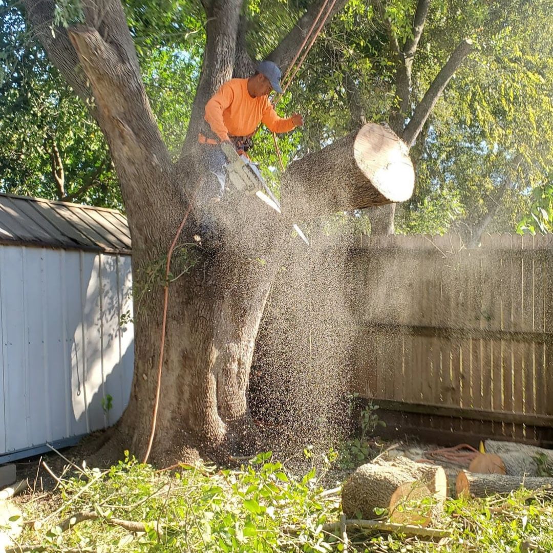 Dangerous tree removal in Boling, Texas