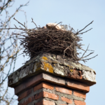 Chimney Animal Removal