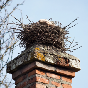 Chimney Animal Removal