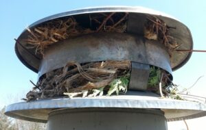 Chimney Animal Removal