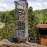 Chimney Animal Removal