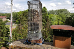 Chimney Animal Removal