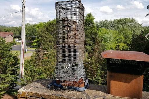 Chimney Animal Removal