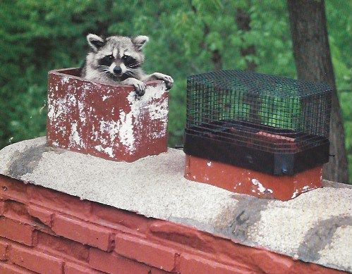 Chimney Animal Removal