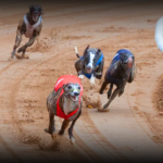 Dashboard interface displaying greyhound race odds, real-time results, and greyhound profiles powered by a Greyhound API.