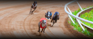 Dashboard interface displaying greyhound race odds, real-time results, and greyhound profiles powered by a Greyhound API.