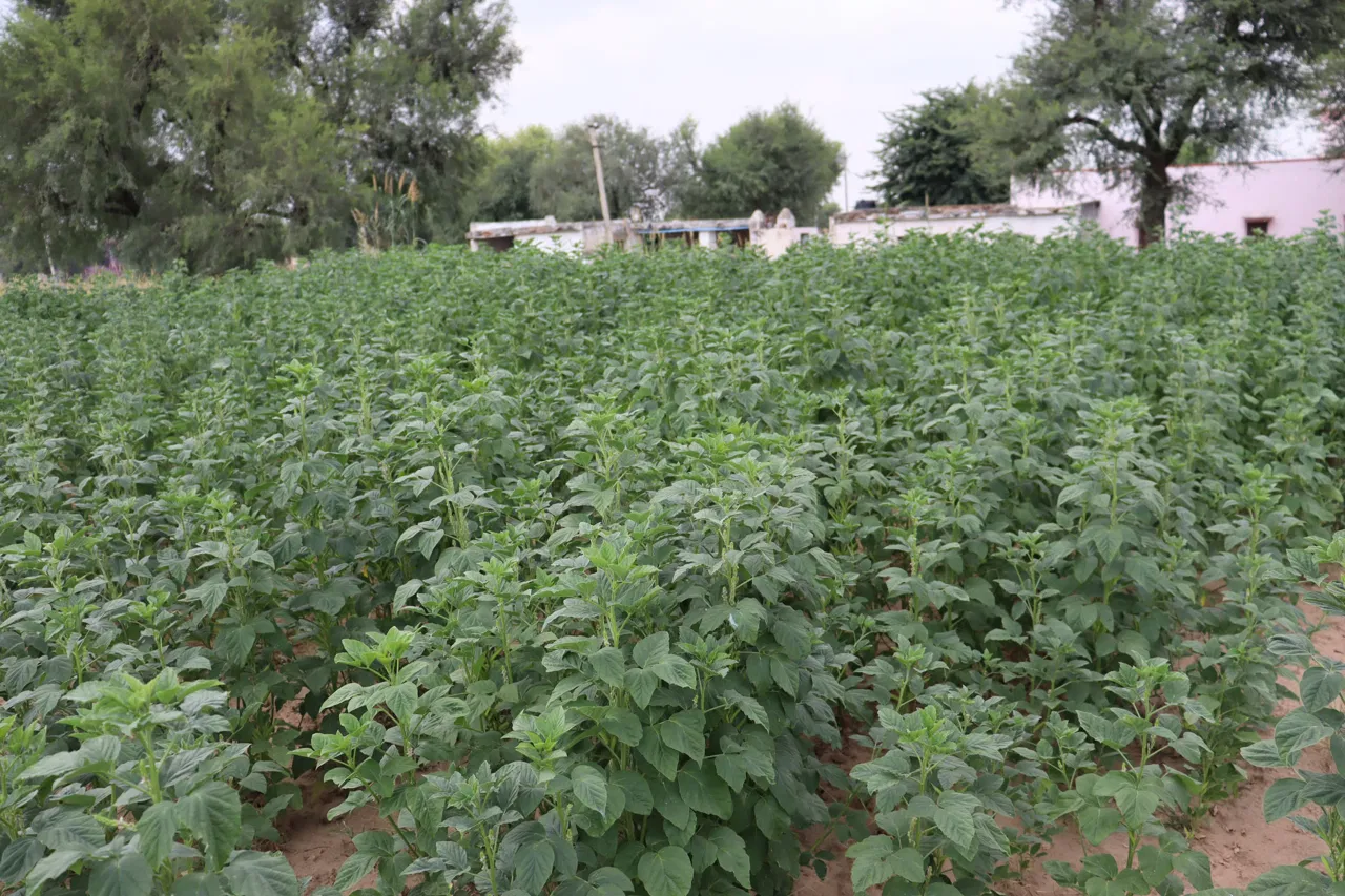 Mastering Cluster Beans Farming From Seed to Harvest