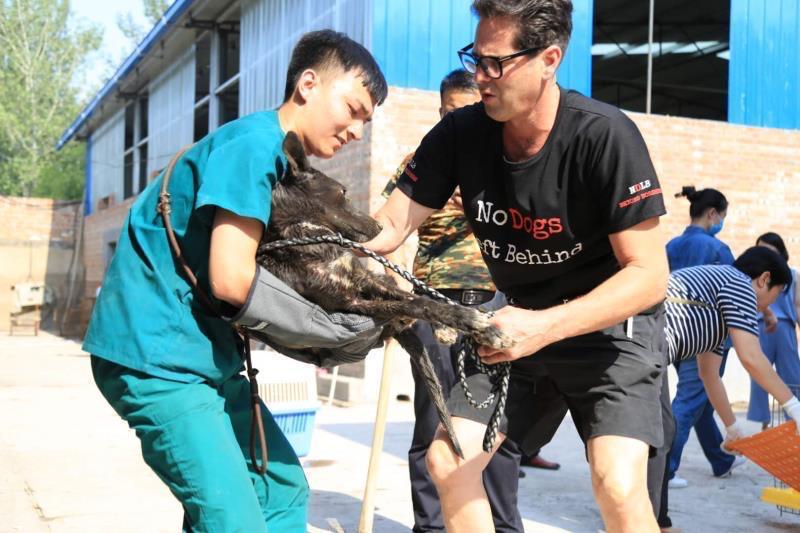 No Dogs Left Behind Advocating for Compassion and Rescue
