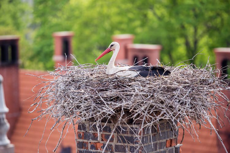 chimney animal removal