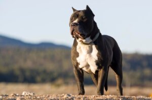Pitbull Breeders in NY