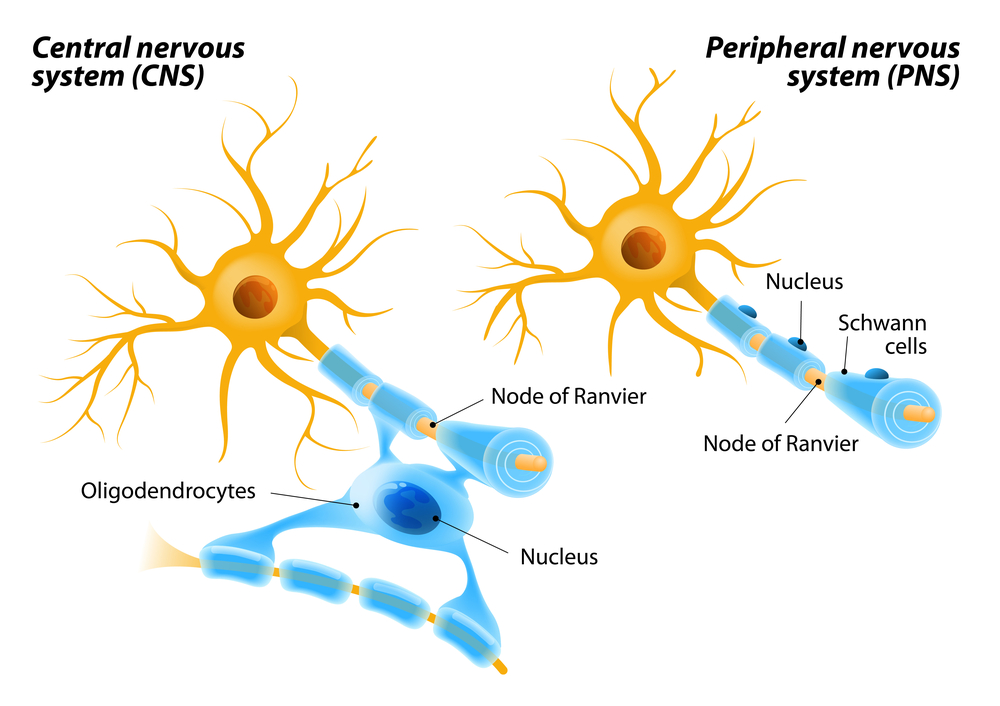 Severe central nervous system pain can take over your life. But it doesn’t have to. Tapentadol-based treatments like Etadol 100mg and Tydol 100mg give real relief.