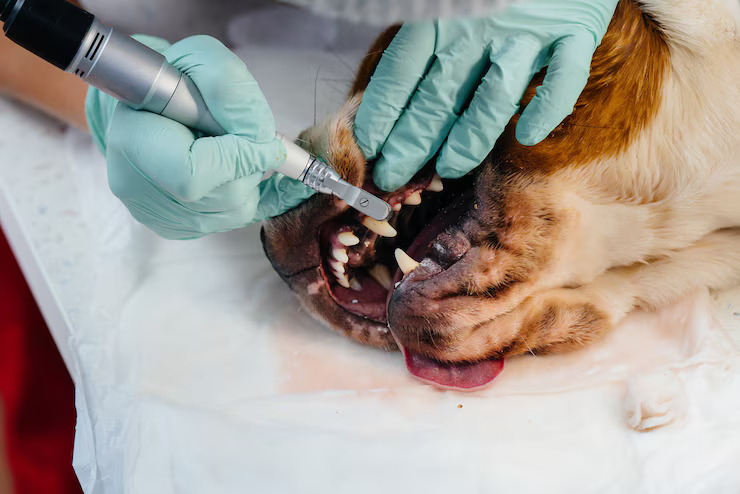 animal dental specialist