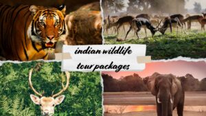 Indian Wildlife Tour Packages for Nature Lovers