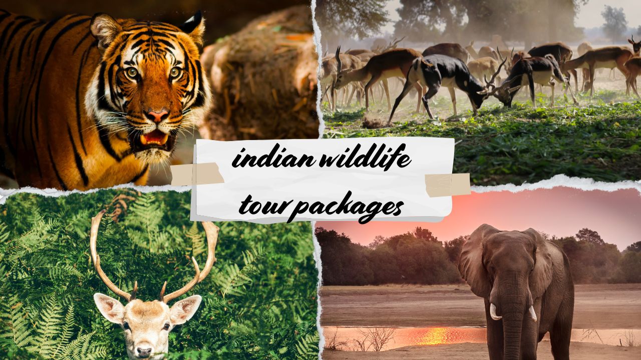Indian Wildlife Tour Packages for Nature Lovers