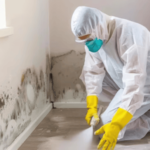 Mold Remediation Santa Monica