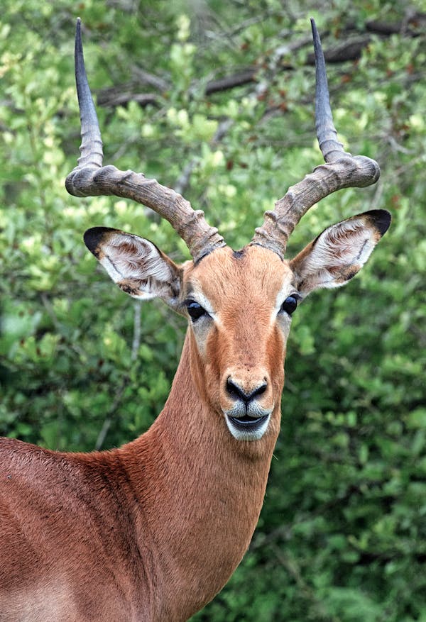 safari