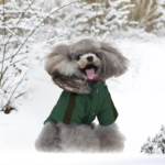 warm dog coats