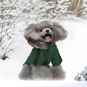 warm dog coats